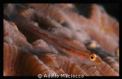 Tiny Goby on Honeycomb Coral
Sharm el Sheikh
 by Adolfo Maciocco 